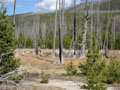 dead tree lake.JPG